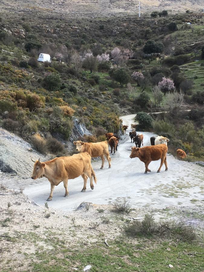 Rural Fuente La Teja Bed and breakfast 3*